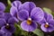 This is one of the famous flowers in the world called Violet (Viola)