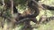 one of the famous tree climbing lions in a tree at lake manyara national park