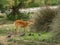 One female deer and few pigeons .