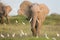 One female elephant grazing away from other elephants amongst egrets Amboseli Kenya