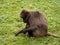 one Female Gelada, Theropithecus gelada, carefully pulls out bunches of grass to keep from getting fed