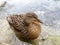 One Female Mallard Duck relaxing on the Clear Water Lake