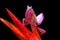 One female orchid mantis perched on a flower.