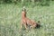 One female  rhodesian ridgeback is catching a ball