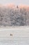 One female roebuck in front of frozen trees