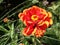 one fiery red, orange, yellow marigold flower with some droopy petals. hold it together