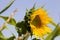 one flower of a beautiful yellow annual sunflower