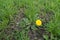 One flower of dandelion in waste plot of land