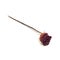 One flower dried dead flowers red rose. Wilted roses. Isolated o