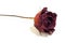 One flower dried dead flowers red rose. Wilted roses. Isolated o