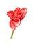 One flower of gladiolus
