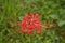 One Flower of Lycoris radiata
