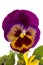 One flower pansy
