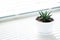 One flower pot with a small succulent plant haworthia on a white windowsill. Home floriculture concept