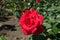 One flower of red striped rose