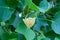 One flower of Tulip tree with a lot of leaves