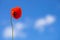 One flower of wild red poppy on blue sky background