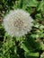 One flowering dandelion