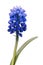 One flowering mouse hyacinth muskari or Viper Bow isolated against a white background