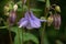 One flowering purple Aquilegia flower, Grannys Bonnets or Columbine with buds blooming in dappled summer light