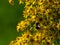 One fluffy bumblebee collects pollen on inflorescences of small yellow flowers. Pollination of plants by insects, close-up.