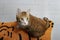 One fluffy cat playing on floor above top view of beautiful pet. Big ginger cat lying on the floor.