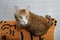 One fluffy cat playing on floor above top view of beautiful pet. Big ginger cat lying on the floor.