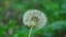 One fluffy dandelion on a blurry grassy green litter. Background picture.