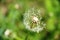 one fluffy dandelion flower head, close-up and blurred green background. Spring weed and flower