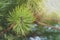 One fluffy pine branch close-up in sunlight close-up, horizontal arrangement