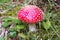 One fly agaric grows in forest grass.