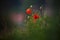 One Flying Bee And Several Wild Red Poppy, Shot With A Shallow Depth Of Focus