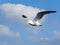 One flying herring gull isolated on blue sky