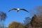 One flying seagull above trees