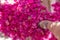 One foot stepping into mass of vivid violet bougainvillea petals