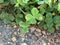 One four leaf clover stands out in group at the edge of stone pavement