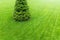 One fresh bright spruce tree growing on manicured mowed green grass lawn field at yard, city park or gold course on