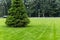 One fresh bright spruce tree growing on manicured mowed green grass lawn field at yard, city park or gold course on