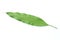 One Fresh green mango leaves disrupted on a white background.