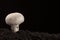 One Fresh growing mashroom in the ground. Black background