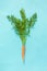 One fresh orange juicy carrot with lush green tops tied with rope on blue background