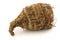 One fresh taro root (colocasia)
