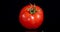 One fresh tomato rotates slowly.