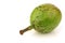 One fresh walnut (Juglans regia)