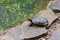 One freshwater turtles