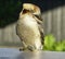 One friendly kookaburra with fence background they are native to Australia