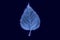 One frozen icy syringa tree leaf isolated on dark blue background, blue ice covered effect on leaf