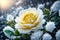 One frozen Yellow rose hidden in bush with ice crystals by AI Generated