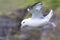 One Fulmar glide on the wind along a cliff on Shetland Islands