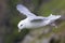 One Fulmar glide on the wind along a cliff on Shetland Islands